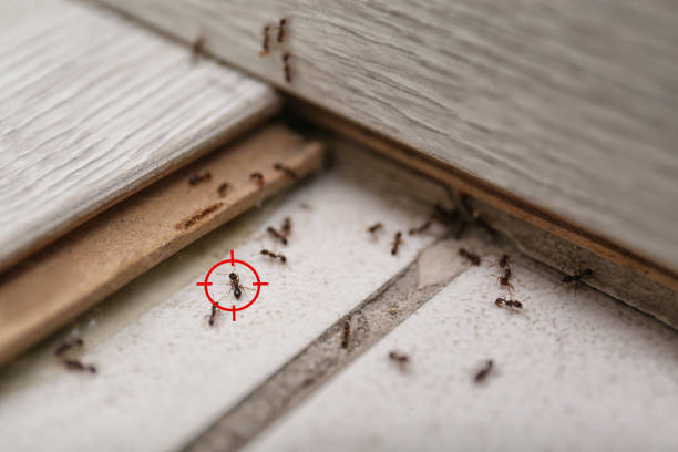 Best Insect Control  in Gridley, IL