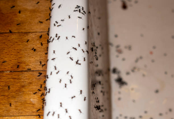 Best Termite Control Services  in Gridley, IL