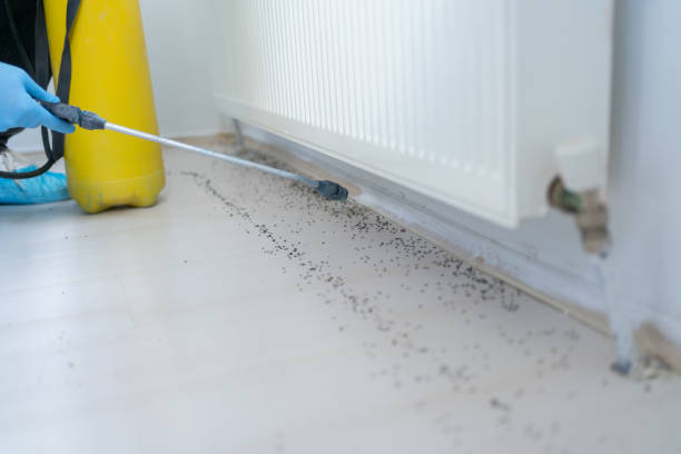 Best Ant Control Services  in Gridley, IL